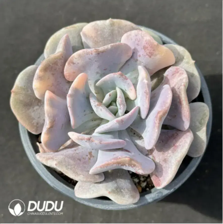 1756125134-1-2356.webp Echeveria Exotic variegated - Image 1