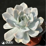 Echeveria ruyonii variegated - Single, 160