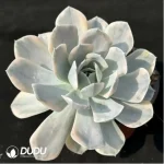 Echeveria ruyonii variegated - Single, 160 - Image 2