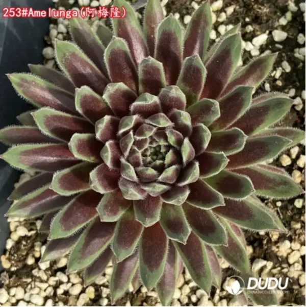 Sempervivum Amelunga - Image 1