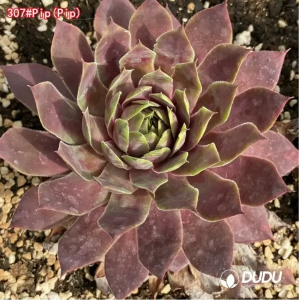 Sempervivum Pip - Image 1