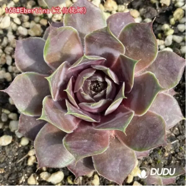 Sempervivum Ebertina - Image 1