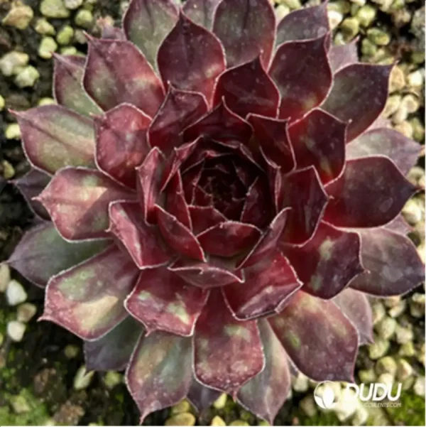 1756125193-1-1310.webp Sempervivum Eldorado - Image 1