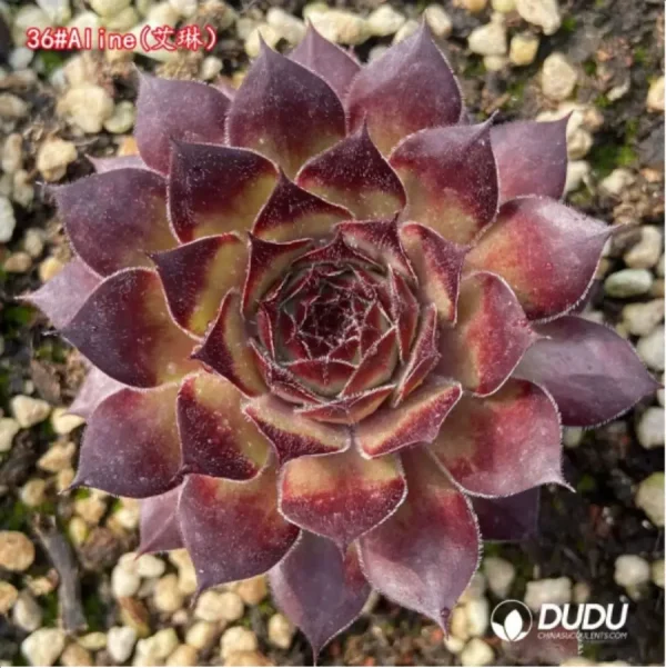 Sempervivum Aline - Image 1