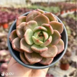 Echeveria Wine Champagne - Single, 110