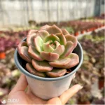 Echeveria Wine Champagne - Single, 110 - Image 2