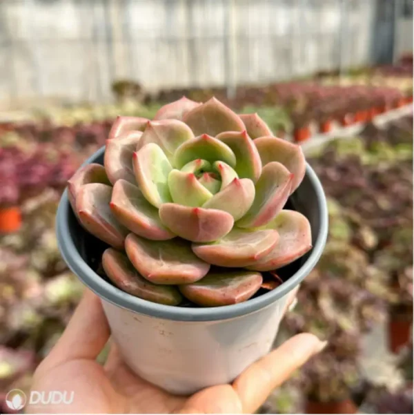 Echeveria Wine Champagne - Single, 110 - Image 2