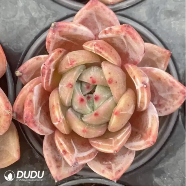 1756125215-1-3045.webp Echeveria Wine Champagne - Image 1
