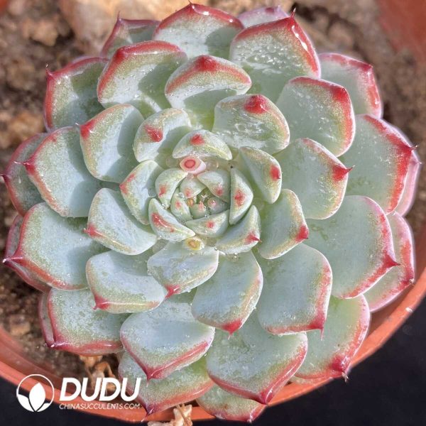 Echeveria White Minima - Image 1