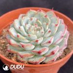 Echeveria White Minima - Image 2