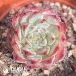 Echeveria White Minima