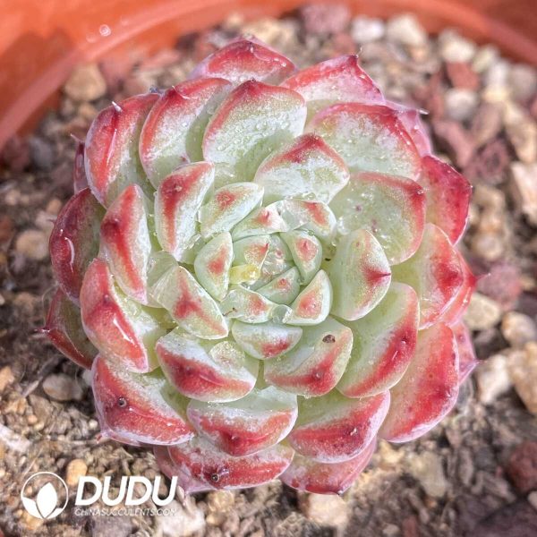 Echeveria White Minima - Image 1
