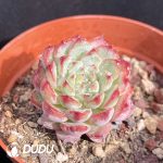 Echeveria White Minima - Image 2