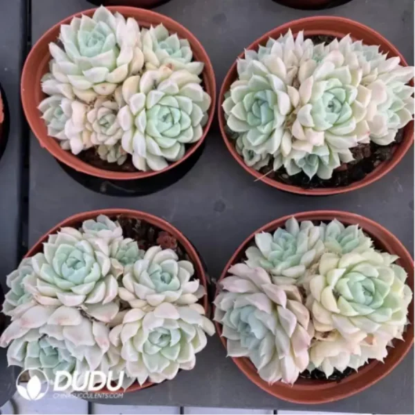 1756125244-1-2975.webp Echeveria Elegans Alba - Clustering, 100 - Image 1