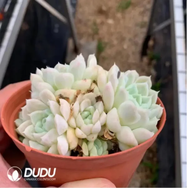 Echeveria Elegans Alba - Clustering, 100 - Image 2