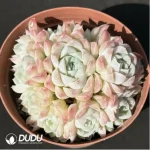 Echeveria Elegans Alba Clustering