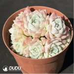 Echeveria Elegans Alba Clustering - Image 2
