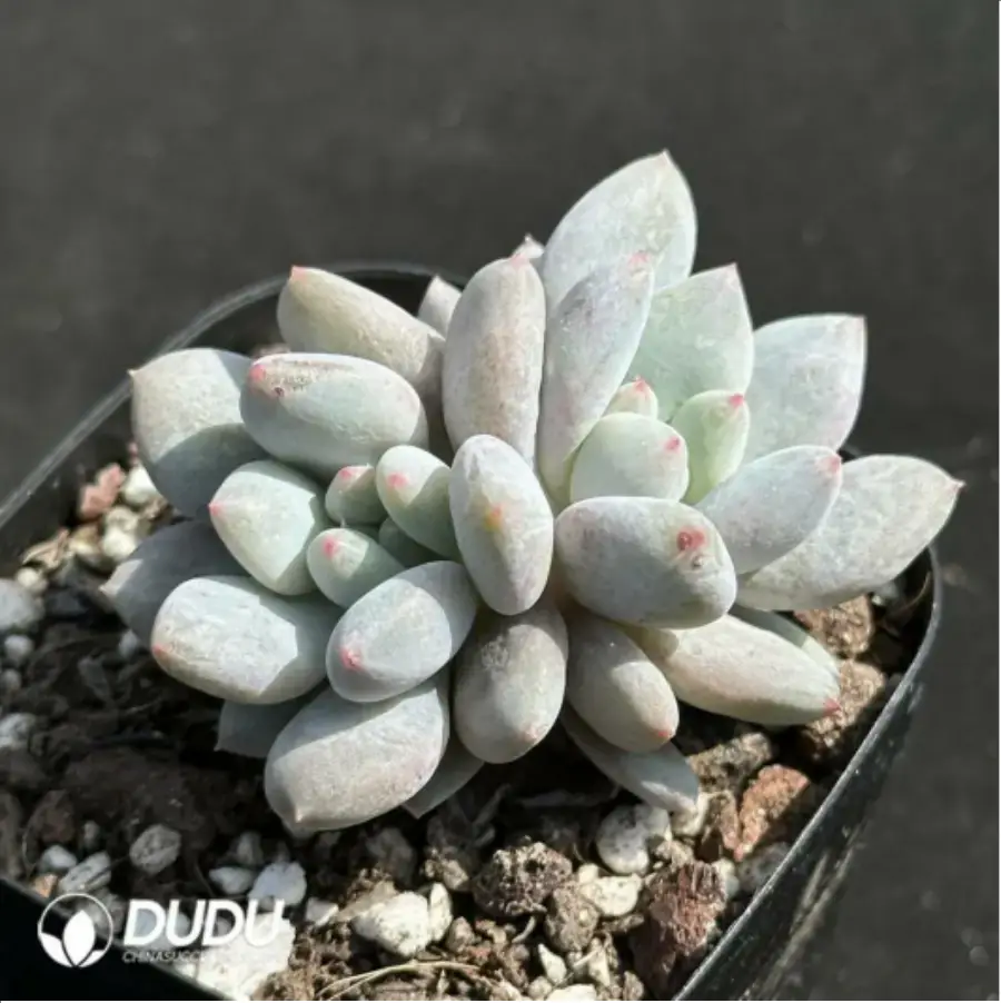 1756125254-1-2338.webp Echeveria Pinellia ternata Double - Image 1