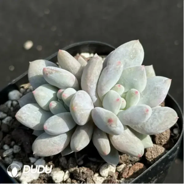 Echeveria Pinellia ternata Double - Image 2