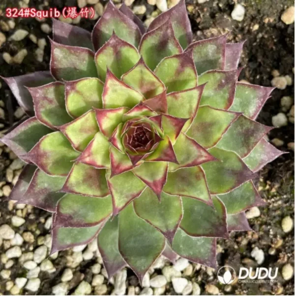 1756125257-1-1214.webp Sempervivum Squib - Image 1