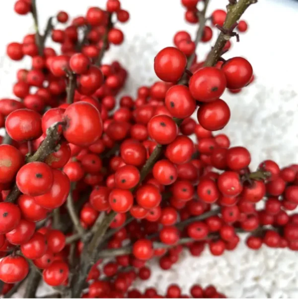 Europe Hongguo holly Oosterwijk - Image 1