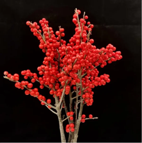 Europe Hongguo holly Oosterwijk - Image 3