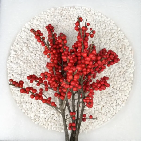 Europe Hongguo holly Oosterwijk - Image 1