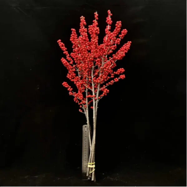 Europe Hongguo holly Oosterwijk - Image 5