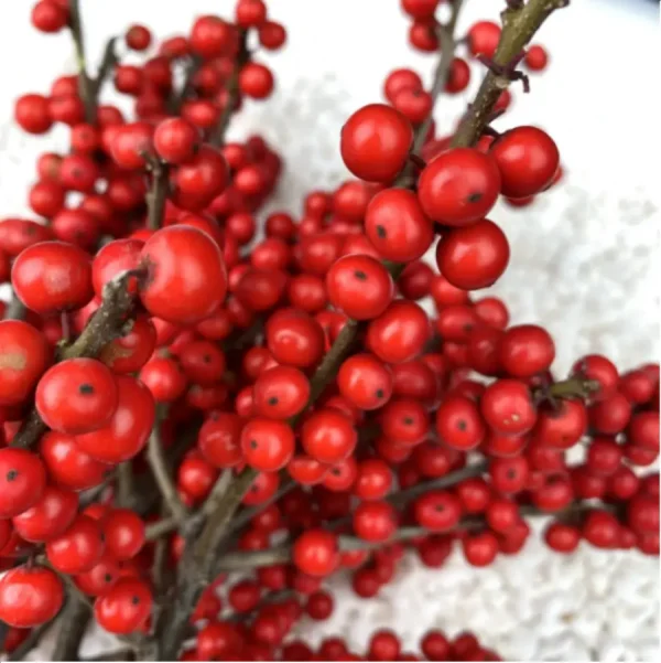 Europe Hongguo holly Oosterwijk - Image 2