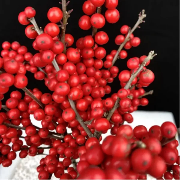 Europe Hongguo holly Oosterwijk - Image 1