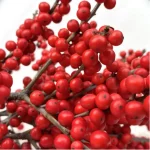 Europe Hongguo holly Oosterwijk - Image 3