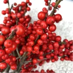 Europe Hongguo holly Oosterwijk - Image 2