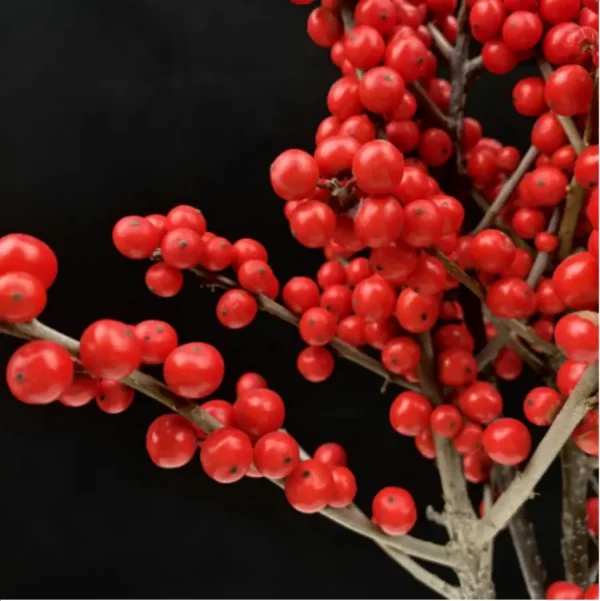 Europe Hongguo holly Oosterwijk - Image 4