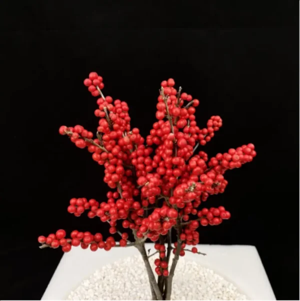 Europe Hongguo holly Oosterwijk - Image 6