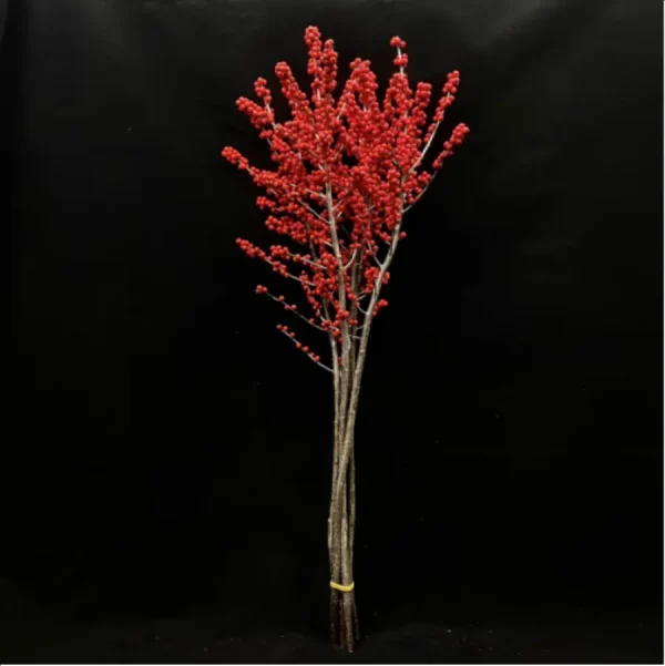 Europe Hongguo holly Oosterwijk - Image 8