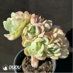 Echeveria Peach Pride Cristata