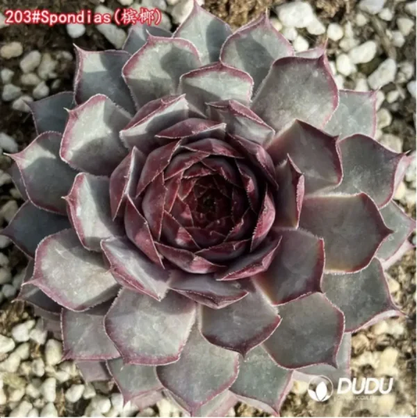 1756125321-1-1275.webp Sempervivum Spondias - Image 1