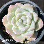 Echeveria Ice green