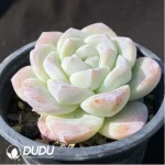Echeveria Ice green - Image 2
