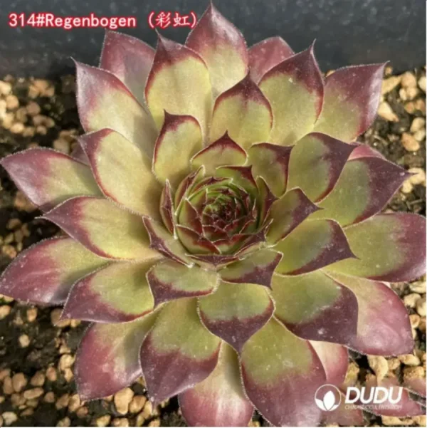 Sempervivum Regenbogen - Image 1