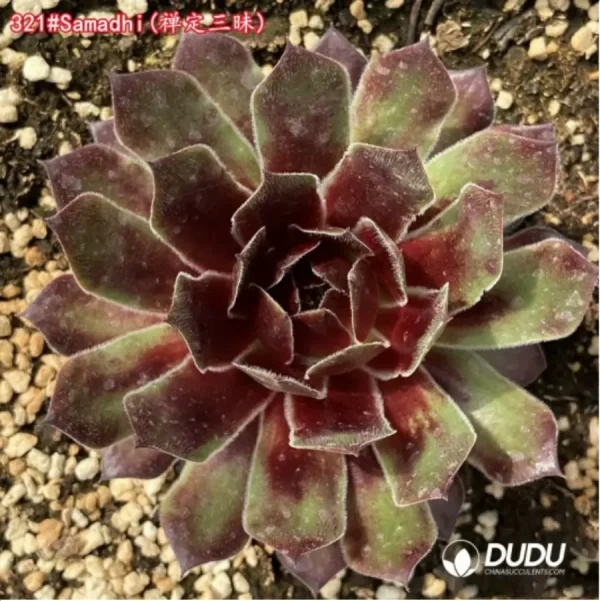 Sempervivum Samadhi - Image 1