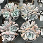 Echeveria Monroe Clustering