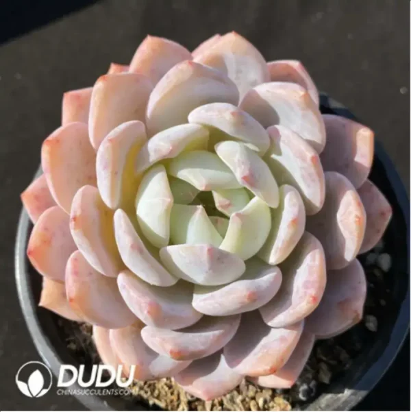 1756125359-1-846.webp Echeveria Monroe - Image 1