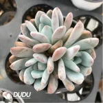 Echeveria Monroe Clustering - Image 2