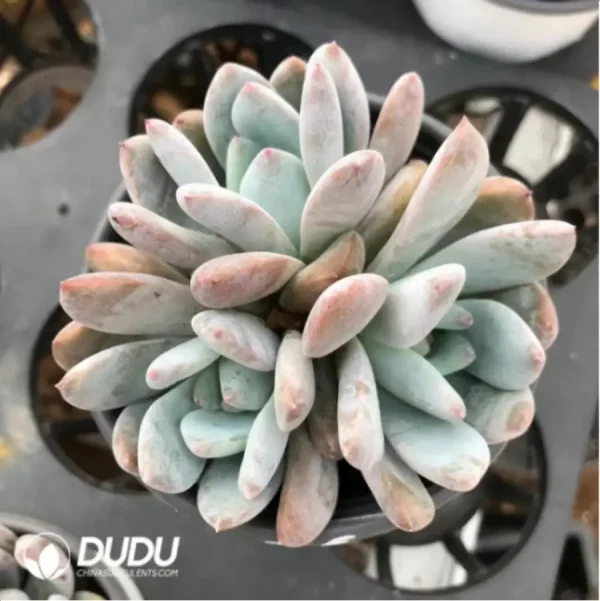 Echeveria Monroe Clustering - Image 2