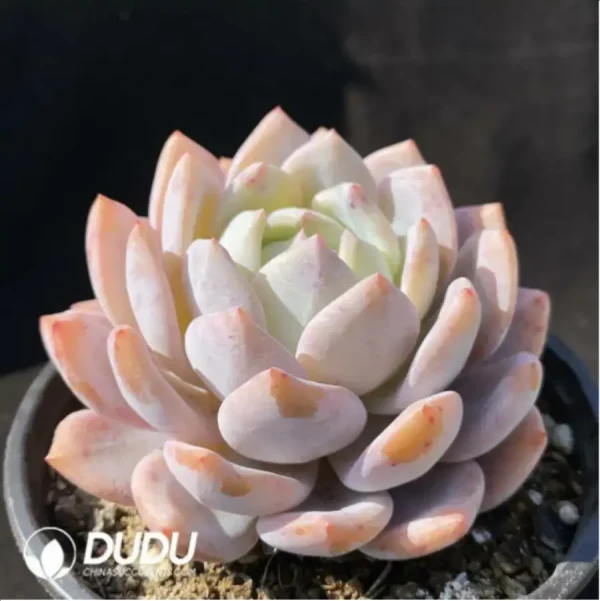 Echeveria Monroe - Image 2