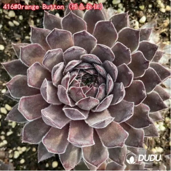 1756125368-1-1498.webp Sempervivum Orange Button - Image 1