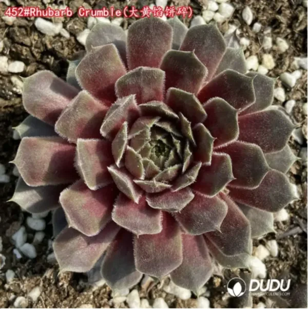 1756125375-1-1448.webp Sempervivum Rhubarb Crumble - Image 1