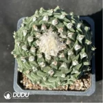 Cactus-Cactaceae Obregonia denegrii