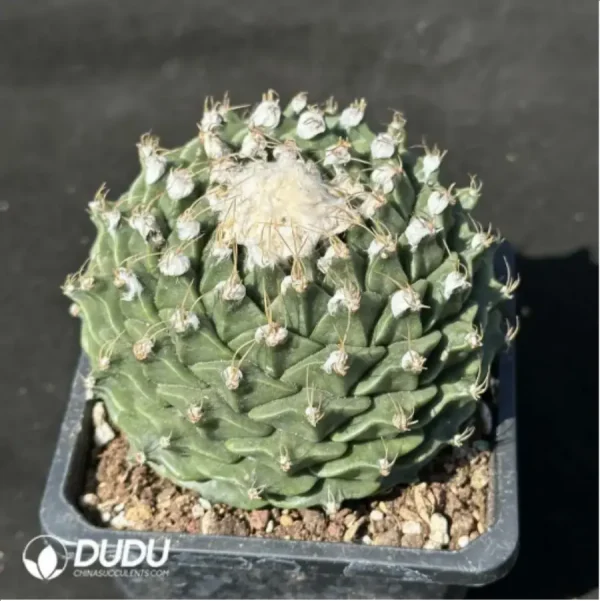 1756125391-2-1619.webp Cactus-Cactaceae Obregonia denegrii - Image 2